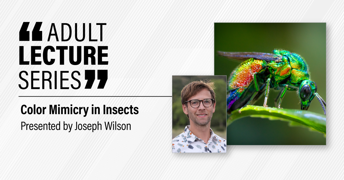 ColorMimicryinInsects